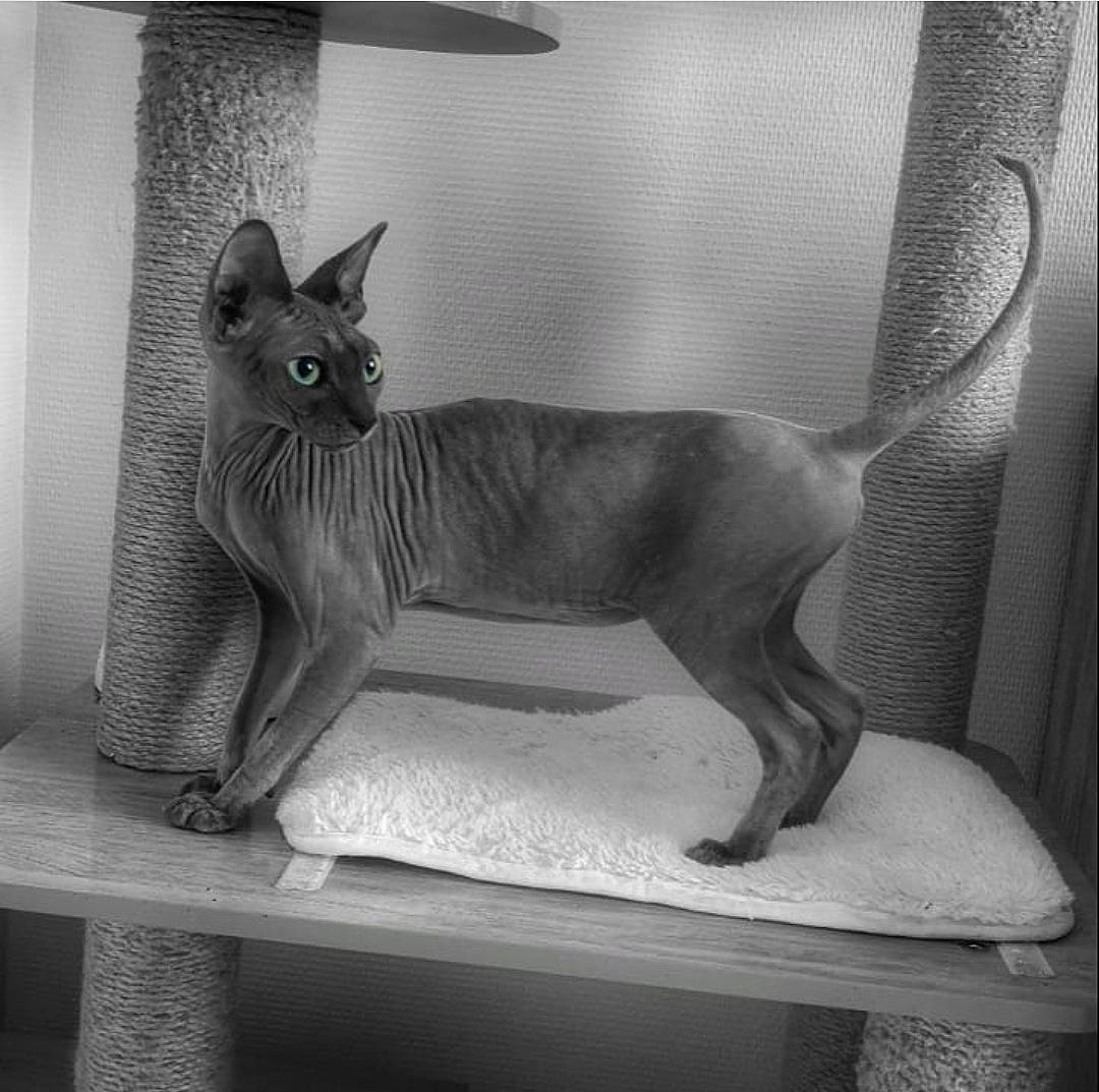 Hyta participe au concours pour gagner de l'argent avec cette photo : canidae, carnivore, cat, domestic_short_haired_cat, donskoy, fawn, felidae, grey, metal, monochrome, monochrome_photography, small_to_medium_sized_cats, snout, sphynx, swift_fox, tail, terrestrial_animal, visual_arts, whiskers, wildlife