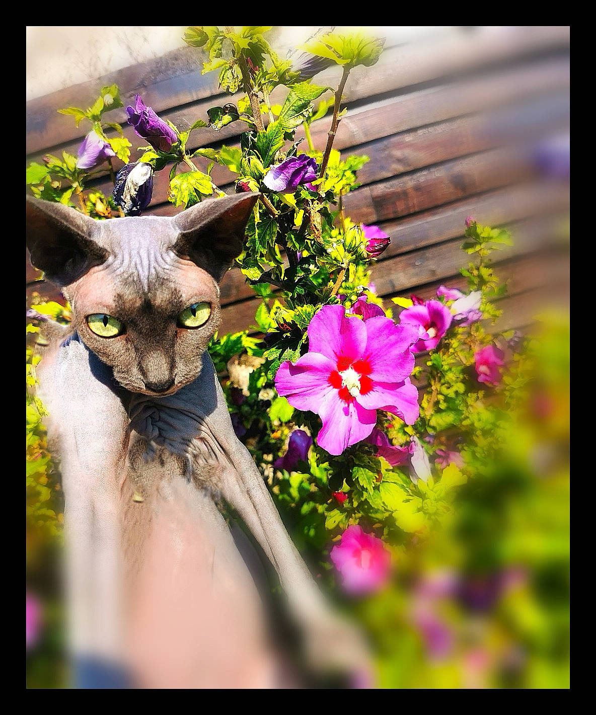 Hyta participe au concours pour gagner de l'argent avec cette photo : adaptation, annual_plant, carnivore, cat, fawn, felidae, flower, flower_arranging, flowering_plant, grass, happy, leaf, magenta, petal, plant, purple, shrub, small_to_medium_sized_cats, vegetation, whiskers