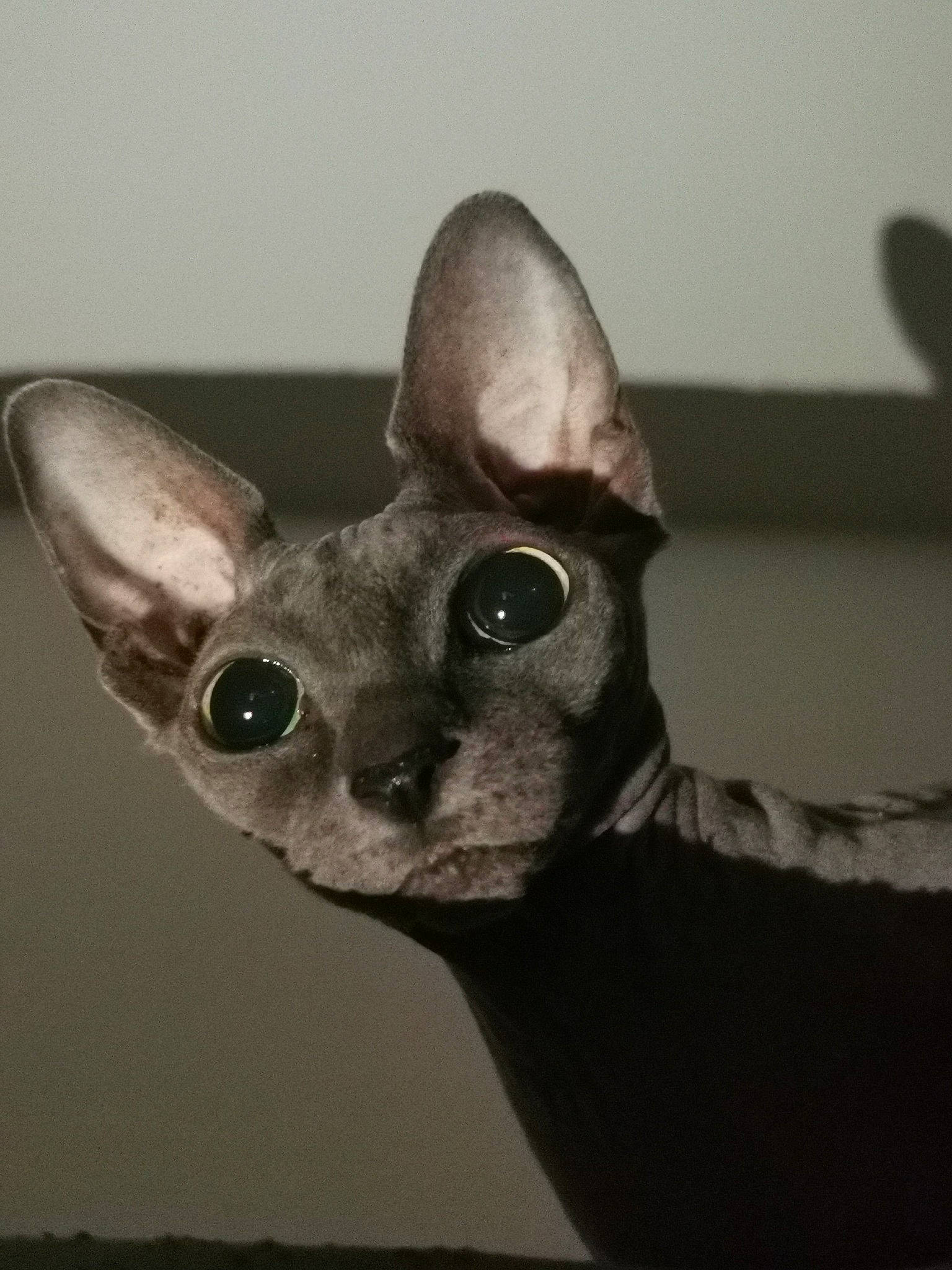 Hyta participe au concours pour gagner de l'argent avec cette photo : carnivore, cat, creative_arts, donskoy, ear, fawn, felidae, fur, grey, iris, small_to_medium_sized_cats, snout, terrestrial_animal, whiskers