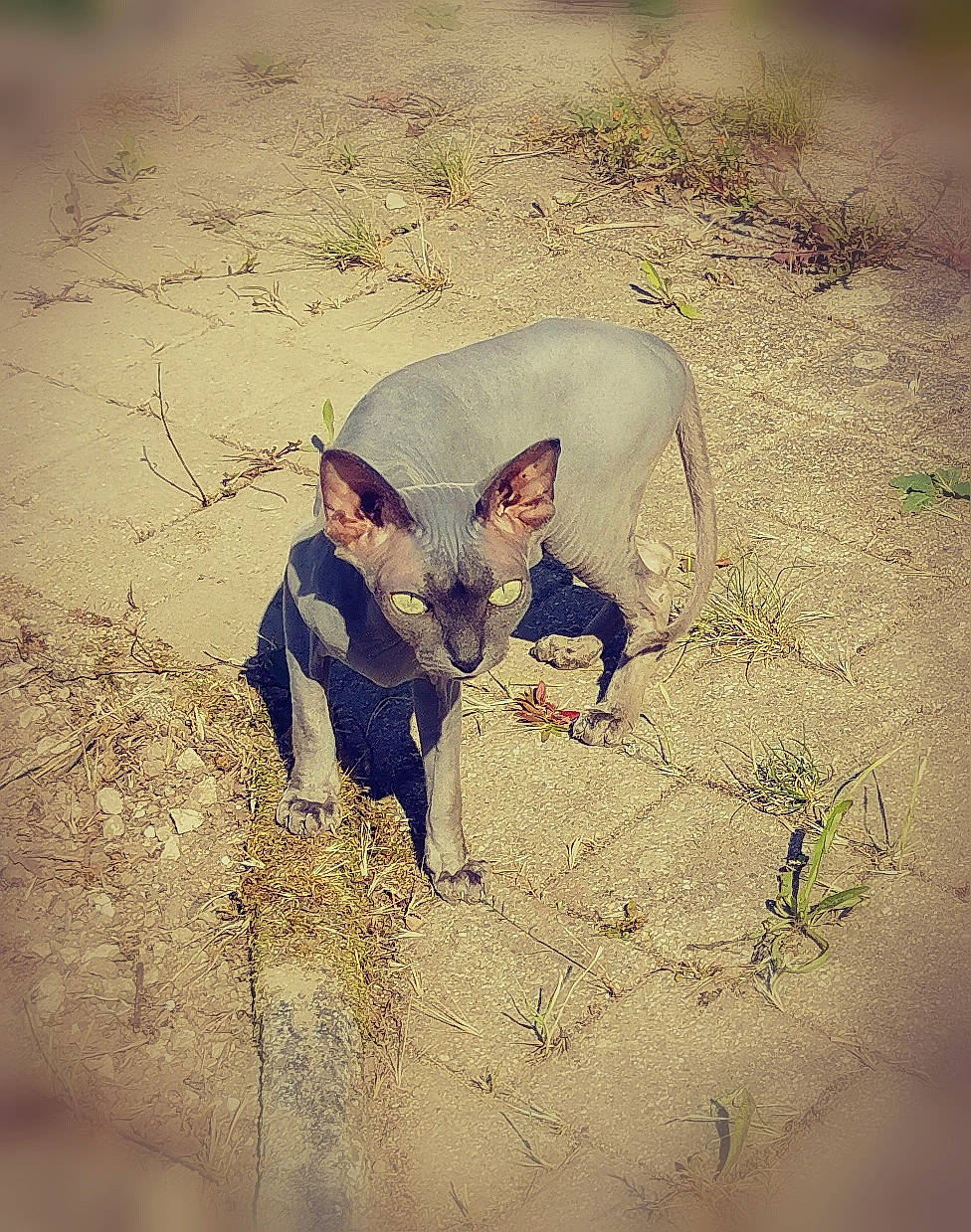 Hyta participe au concours pour gagner de l'argent avec cette photo : adaptation, art, carnivore, comfort, fawn, felidae, fur, gesture, grass, happy, landscape, meteorological_phenomenon, organism, people_in_nature, sand, shadow, soil, terrestrial_animal, tints_and_shades, visual_arts