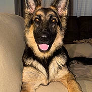 Rex joined the competition — help win amazing prizes! dog, german_shepherd, pet, canine, animal, indoor, couch, living_room, fur, ears, tongue, happy, alert, home, blanket, comfort, portrait, mammal, domestic_animal, friendly