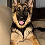 dog, german_shepherd, pet, canine, animal, indoor, couch, living_room, fur, ears, tongue, happy, alert, home, blanket, comfort, portrait, mammal, domestic_animal, friendly