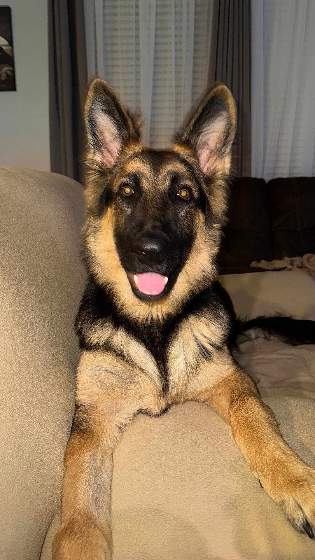 Rex joined the competition — help win amazing prizes! dog, german_shepherd, pet, canine, animal, indoor, couch, living_room, fur, ears, tongue, happy, alert, home, blanket, comfort, portrait, mammal, domestic_animal, friendly