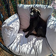 Altesse participe au concours pour gagner de l'argent avec cette photo : animal, black_dog, chair, comfort, cushion, cute, daylight, dog, domestic_animal, hanging_chair, outdoor, pet, puppy, relaxing, resting, shadow, summer, sunlight, wooden_floor, woven_chair