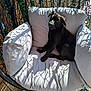 animal, black_dog, chair, comfort, cushion, cute, daylight, dog, domestic_animal, hanging_chair, outdoor, pet, puppy, relaxing, resting, shadow, summer, sunlight, wooden_floor, woven_chair