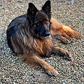 Cheyenne N. G. V.