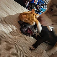 Helios joined the competition — help win amazing prizes! cat, dog, bed, playful, animal_interaction, indoor, pet, furniture, blanket, ginger_cat, black_dog, watching_dog, cozy, room, shelving, clothing, paw, mouth_open, resting, cute