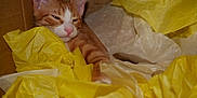 Helios is registered to the contest to win money with this photo: cat, orange_tabby, sleepy, cardboard_box, tissue_paper, yellow, white, cozy, pet, feline, indoor, resting, cute, whiskers, pink_nose, fur, animal, nap, closeup, relaxed
