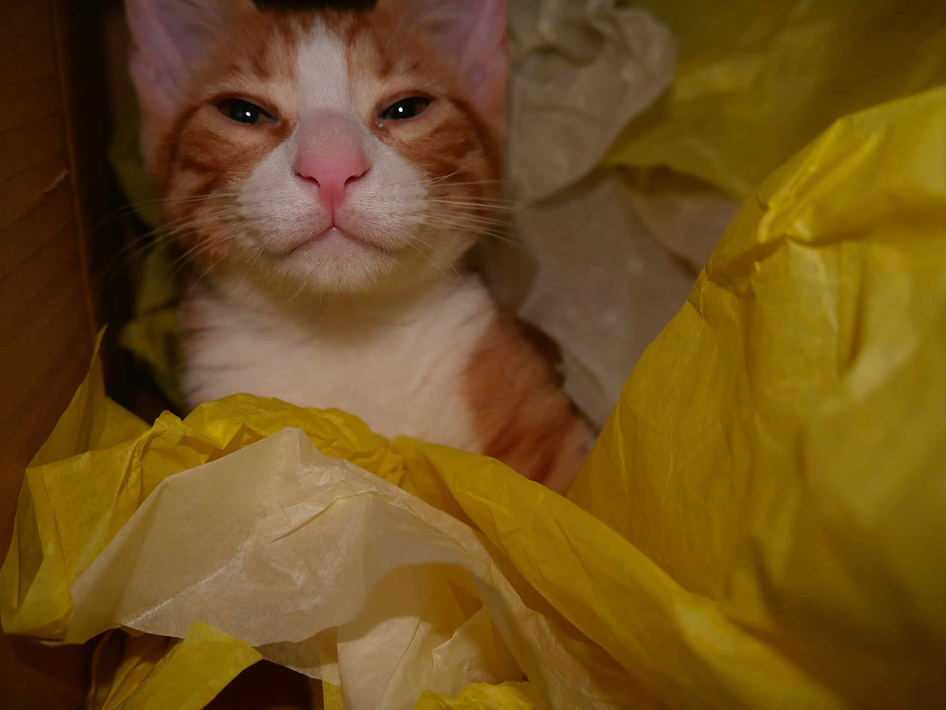 Helios is registered to the contest to win money with this photo: cat, orange_cat, white_cat, feline, pet, animal, box, cardboard_box, tissue_paper, yellow_paper, beige_paper, cozy, cute, whiskers, pink_nose, indoor, closeup, curious, face, fur