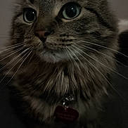Princess is registered to the contest to win money with this photo: cat, tabby, close_up, fluffy, whiskers, pet, animal, feline, indoor, collar, curious, soft_light, portrait, domestic_cat, mammal, cute, fur, face, eyes, background