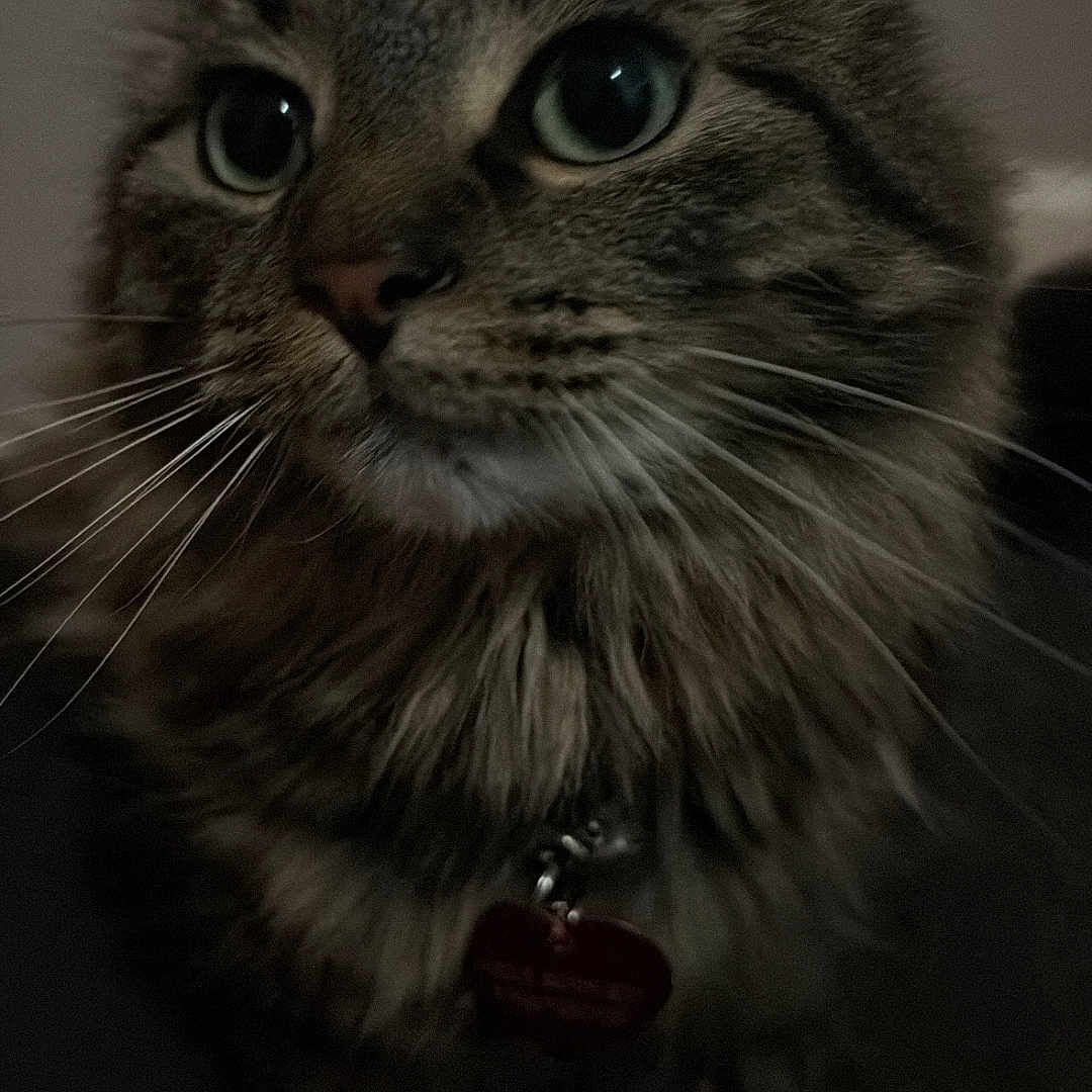 Princess