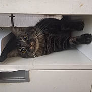 Malot a rejoint le concours — aidez-le/la à gagner de superbes lots ! animal, cat, claws, curiosity, curious, cute, eyes, face, feline, fur, furniture, hidden, home, indoor, pet, playful, resting, shelf, tabby, whiskers