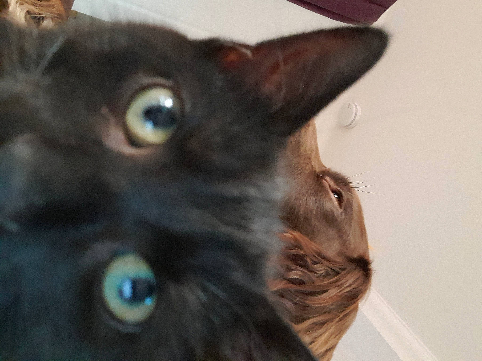 Bramble is registered to the contest to win money with this photo: black_cat, bombay, carnivore, cat, close_up, domestic_short_haired_cat, ear, electric_blue, felidae, fur, liver, small_to_medium_sized_cats, snout, whiskers