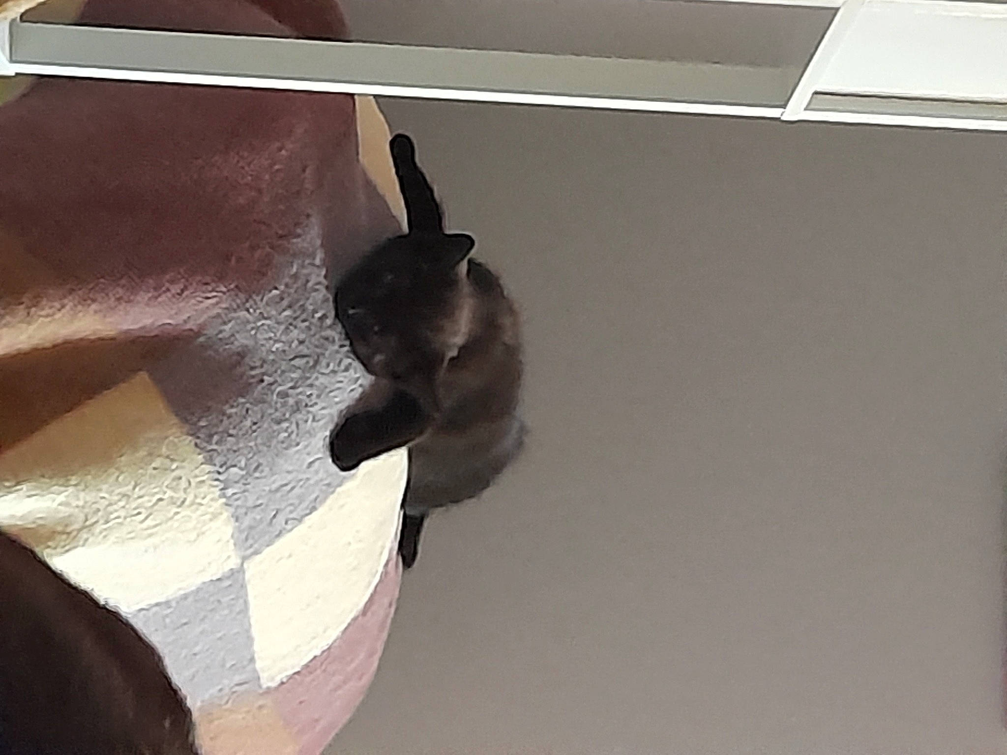 Bramble joined the competition — help win amazing prizes! art, bat, carnivore, ceiling, dog_breed, fawn, felidae, flooring, hardwood, paper, room, shadow, small_to_medium_sized_cats, snout, tail, tints_and_shades, toy_dog, visual_arts, whiskers, wood