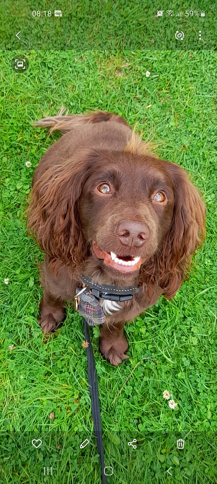 Harvey is registered to the contest to win money with this photo: canidae, carnivore, companion_dog, dog, dog_breed, fur, grass, gun_dog, hunting_dog, liver, retriever, sporting_group, terrestrial_animal, working_animal