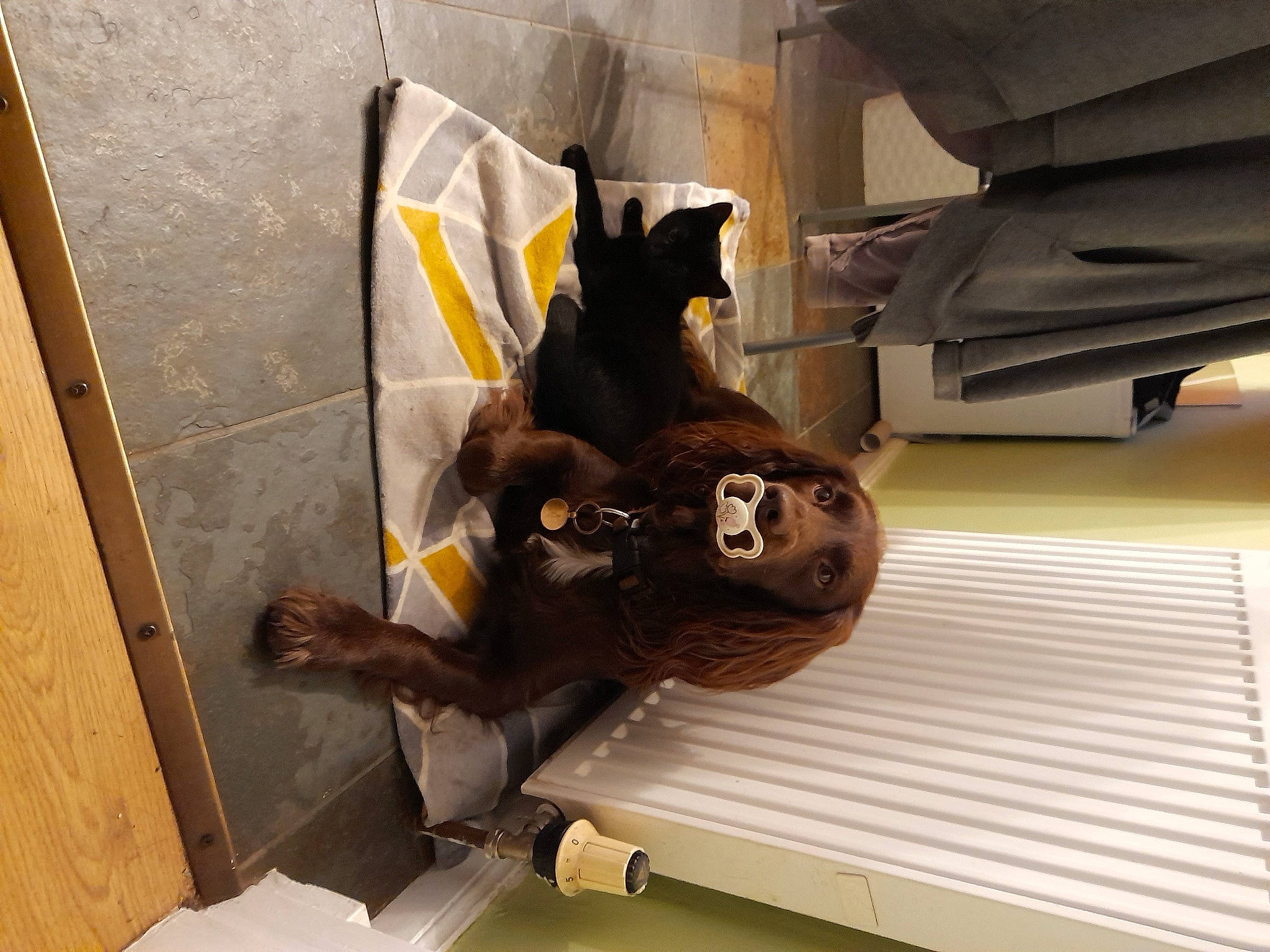 Harvey is registered to the contest to win money with this photo: art, canidae, carnivore, fawn, felidae, fictional_character, floor, flooring, fur, guard_dog, hardwood, metal, personal_protective_equipment, room, sculpture, small_to_medium_sized_cats, sporting_group, tail, visual_arts, wood