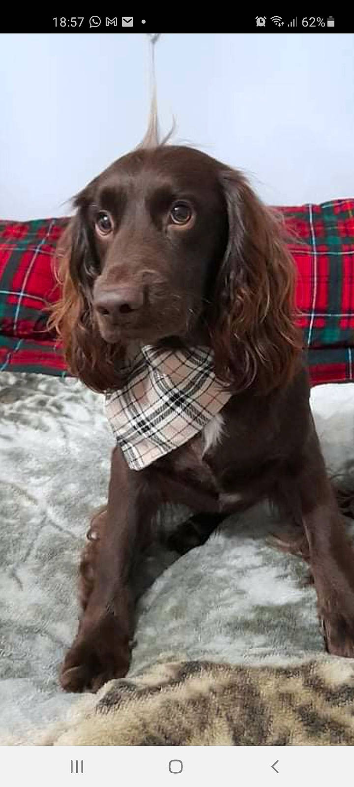 Harvey is registered to the contest to win money with this photo: canidae, carnivore, collar, companion_dog, dog, dog_breed, dog_collar, dog_supply, fur, gun_dog, hunting_dog, liver, pattern, pet_supply, plaid, snout, spaniel, sporting_group, tartan, working_animal