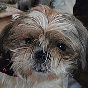 Baby is registered to the contest to win money with this photo: dog, small_dog, shaggy_dog, long_hair, fluffy, pet, animal, canine, portrait, close_up, face, eyes, nose, muzzle, fur, brown_and_white, collar, indoors, blanket, companion