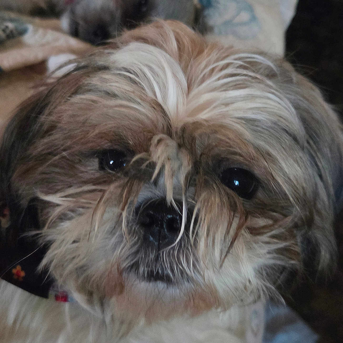 Baby is registered to the contest to win money with this photo: dog, small_dog, shaggy_dog, long_hair, fluffy, pet, animal, canine, portrait, close_up, face, eyes, nose, muzzle, fur, brown_and_white, collar, indoors, blanket, companion