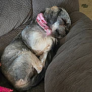 Dani joined the competition — help win amazing prizes! dogs, puppies, sleeping, sleepy, cuddling, curled_up, small_dogs, shih_tzu, pets, pink_bow, collar, couch, sofa, indoor, cozy, fur, black_and_white, gray_fur, pet_toy, relaxing