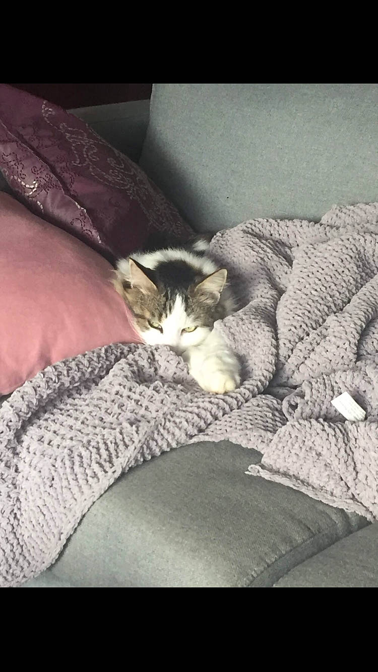 Sony a rejoint le concours — aidez-le/la à gagner de superbes lots ! canidae, carnivore, cat, cloud, comfort, couch, domestic_short_haired_cat, felidae, grey, human_leg, linens, paw, room, sky, small_to_medium_sized_cats, tail, textile, tints_and_shades, whiskers, wood