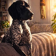 Gaspard a rejoint le concours — aidez-le/la à gagner de superbes lots ! animal, black_and_white, blanket, calm, couch, cozy, dog, domestic, furniture, home_decor, indoor, lounge, mask, pet, plant, portrait, relaxed, sunlight, warm_light, window