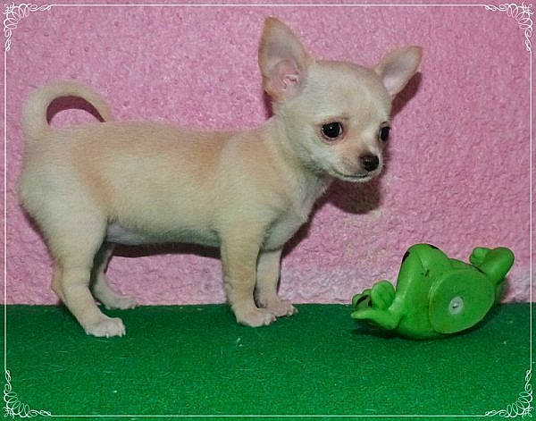 Lolalalo a rejoint le concours — aidez-le/la à gagner de superbes lots ! canidae, carnivore, chihuahua, companion_dog, dog, dog_breed, dog_supply, ear, fawn, grass, green, pet_supply, pink, snout, tail, terrestrial_animal, toy, toy_dog, whiskers, working_animal