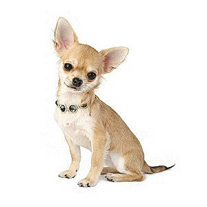 Lolalalo a rejoint le concours — aidez-le/la à gagner de superbes lots ! canidae, carnivore, chihuahua, companion_dog, dog, dog_breed, dog_supply, ear, fawn, font, fur, paw, pet_supply, snout, sporting_group, tail, terrestrial_animal, toy_dog, whiskers, working_animal