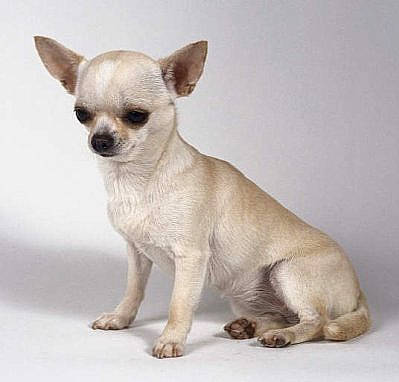 Lolalalo a rejoint le concours — aidez-le/la à gagner de superbes lots ! canidae, carnivore, chihuahua, companion_dog, dog, dog_breed, dog_supply, ear, fawn, font, fur, non_sporting_group, paw, snout, sporting_group, tail, terrestrial_animal, toy_dog, whiskers, working_animal