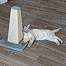 Keanu joined the competition — help win amazing prizes! cat, scratching_post, floor, wood_floor, indoor, relaxed, blue_eyes, cream_colored, pet, animal, feline, paw, tail, ear, resting, household, domestic, leisure, cute, calm