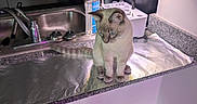 Keanu joined the competition — help win amazing prizes! cat, kitchen, countertop, aluminum_foil, sink, household_items, indoor, pet, curious, blue_eyes, feline, domestic_animal, appliance, cleaning_spray, plant_grower, tile_floor, chair, wall, lighting, reflection