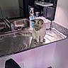 cat, kitchen, countertop, aluminum_foil, sink, household_items, indoor, pet, curious, blue_eyes, feline, domestic_animal, appliance, cleaning_spray, plant_grower, tile_floor, chair, wall, lighting, reflection