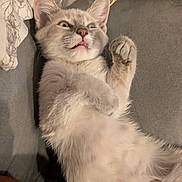 Keanu joined the competition — help win amazing prizes! cat, kitten, fluffy, lying_down, paws, indoor, expression, wide_eyes, fur, playful, surprised, close_up, face, whiskers, pet, animal, cute, relaxed, fabric, keyboard