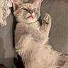cat, kitten, fluffy, lying_down, paws, indoor, expression, wide_eyes, fur, playful, surprised, close_up, face, whiskers, pet, animal, cute, relaxed, fabric, keyboard