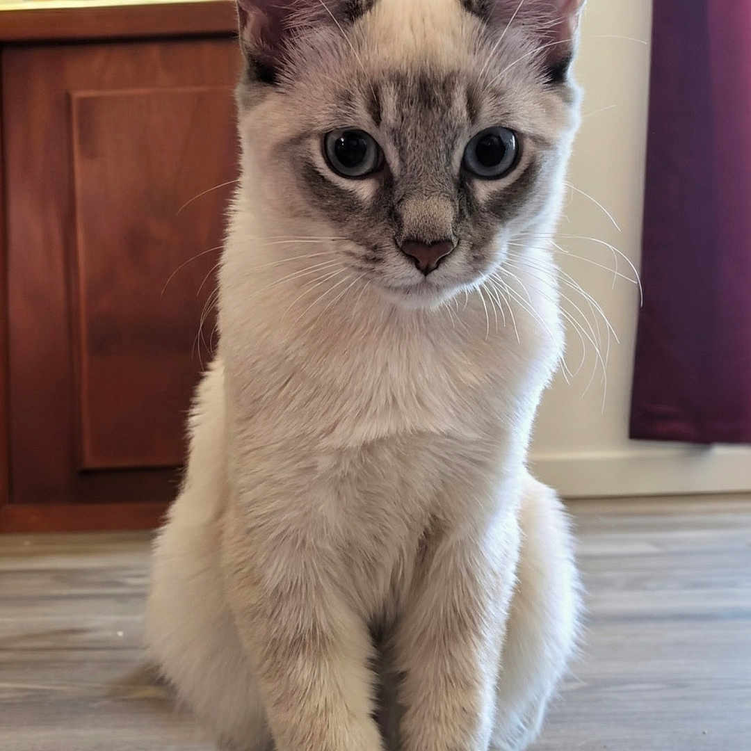 Keanu joined the competition — help win amazing prizes! cat, indoor, floor, wooden_floor, curious, blue_eyes, feline, pet, animal, sitting, fur, whiskers, ears, cabinet, curtain, home, domestic, portrait, natural_light, closeup