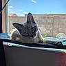 Keanu joined the competition — help win amazing prizes! cat, window, indoor, pet, blue_eyes, feline, resting, curious, sunlight, daylight, animal, fur, whiskers, ears, looking, home, cozy, perch, relaxed, portrait