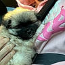 puppy, dog, fluffy, person, hand, tattoo, hoodie, pink, car, seatbelt, driver, woman, blonde, interior, travel, comfort, pet, cute, closeup, cuddling