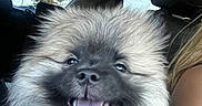 Zuko is registered to the contest to win money with this photo: dog, puppy, car, seat, tongue_out, happy, fluffy, pet, animal, indoor, smiling, fur, transportation, window, human_arm, seatbelt, headrest, daylight, cute, companion