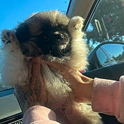 Zuko is registered to the contest to win money with this photo: puppy, dog, fluffy, pet, hands, car_interior, window, sunlight, blue_sky, paw, cute, animal, young, furry, domestic_animal, portrait, holding, tattoo, sleeve, casual