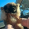 puppy, dog, fluffy, pet, hands, car_interior, window, sunlight, blue_sky, paw, cute, animal, young, furry, domestic_animal, portrait, holding, tattoo, sleeve, casual