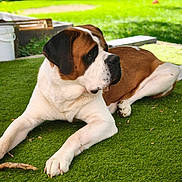 Athos participe au concours pour gagner de l'argent avec cette photo : dog, saint_bernard, large_breed, brown_and_white, lying_down, outdoor, garden, grass, lawn, pet, canine, floppy_ears, short_coat, black_mask, relaxed, portrait, sunlight, backyard, playful, animal