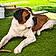 Athos