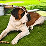 dog, saint_bernard, large_breed, brown_and_white, lying_down, outdoor, garden, grass, lawn, pet, canine, floppy_ears, short_coat, black_mask, relaxed, portrait, sunlight, backyard, playful, animal