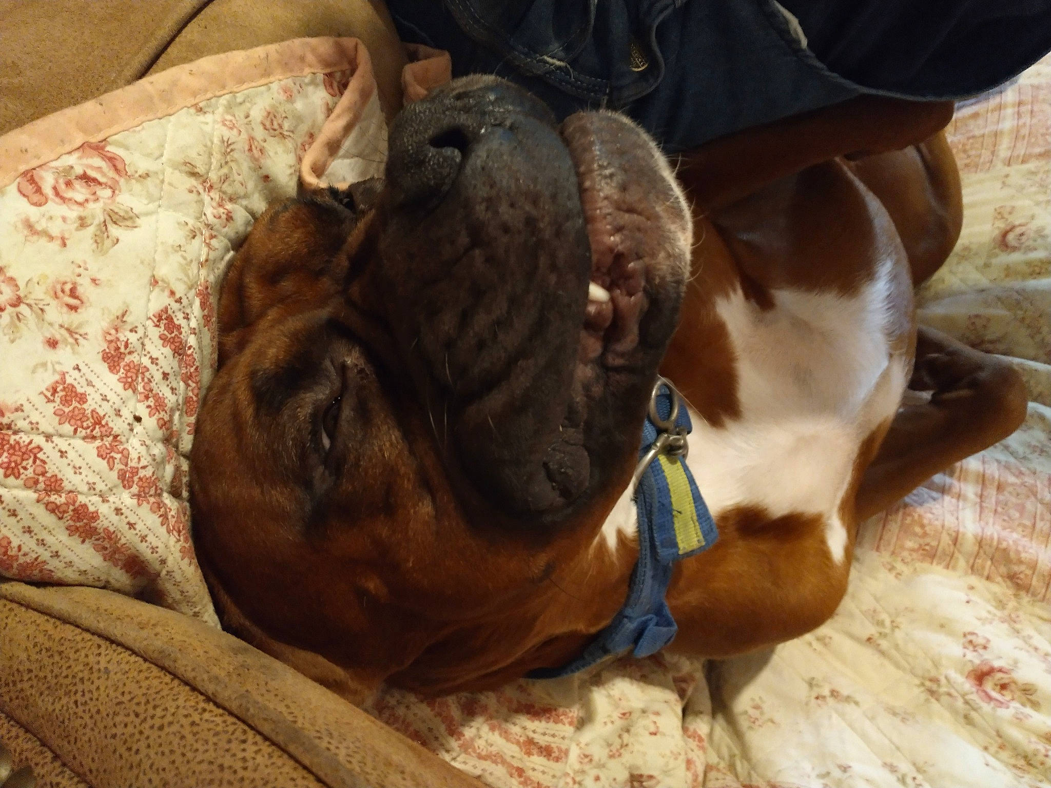 Hooch joined the competition — help win amazing prizes! canidae, carnivore, collar, comfort, companion_dog, dog, dog_breed, dog_collar, dog_supply, fawn, human_leg, liver, pet_supply, snout, sporting_group, terrestrial_animal, whiskers, wood, working_animal, wrinkle