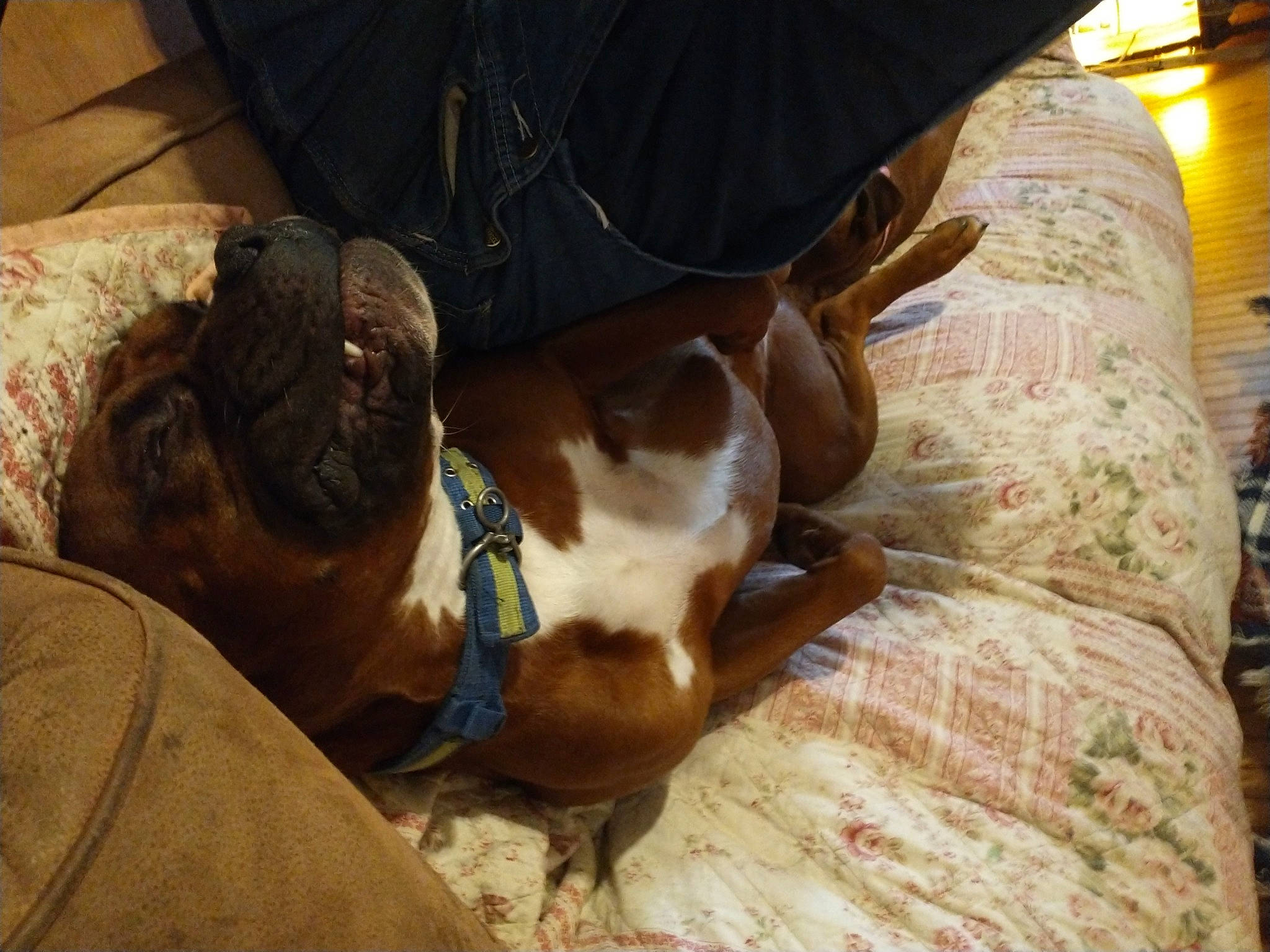 Hooch joined the competition — help win amazing prizes! bovine, canidae, carnivore, collar, comfort, companion_dog, dog, dog_breed, dog_collar, fawn, guard_dog, human_leg, liver, livestock, pet_supply, snout, terrestrial_animal, wood, working_animal, wrinkle