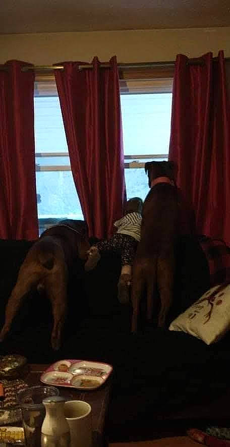 Hooch is registered to the contest to win money with this photo: comfort, companion_dog, curtain, dog, flooring, hardwood, house, human_leg, interior_design, linens, living_room, room, shade, tableware, tints_and_shades, window, window_covering, window_treatment, window_valance, wood