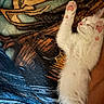 Ivory joined the competition — help win amazing prizes! animal, blanket, cat, close_up, cozy, cute, fur, indoor, kitten, patterned_blanket, paws, peaceful, pet, pink_paws, relaxing, resting, sleeping, soft, stretched_out, white_fur