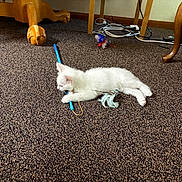 Ivory is registered to the contest to win money with this photo: animal, cable, carpet, carpet_texture, cords, cute, domestic_animal, feathers, floor, furniture_leg, indoor, kitten, lying_down, pet, playful, relaxing, small_cat, toy, white_cat, wooden_furniture