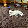 animal, cable, carpet, carpet_texture, cords, cute, domestic_animal, feathers, floor, furniture_leg, indoor, kitten, lying_down, pet, playful, relaxing, small_cat, toy, white_cat, wooden_furniture