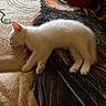 Ivory joined the competition — help win amazing prizes! animal, blanket, cat, comfort, cozy, cute, ears, feline, fur, indoor, kitten, mammal, paw, peaceful, pet, resting, sleeping, soft, white_fur, young_cat